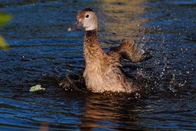 Juvenile black-bellied whistling duck bathing