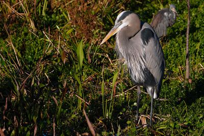 Great blue heron