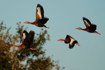 Black-bellied whistling ducks in flight