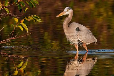 Great blue heron wading in golden light