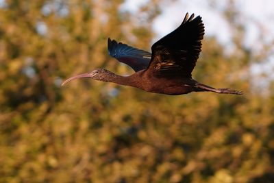 Glossy ibis in flight in golden light