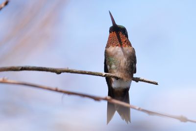 Male ruby-throated hummingbird