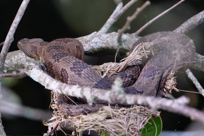 Brown water snake