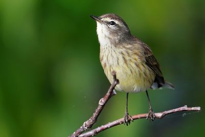 Palm warbler