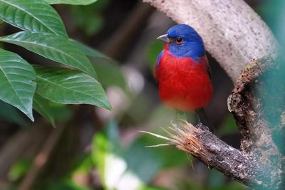 Male painted bunting