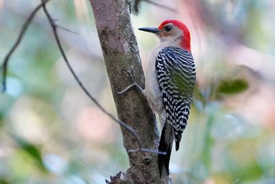 Red-bellied woodpecker