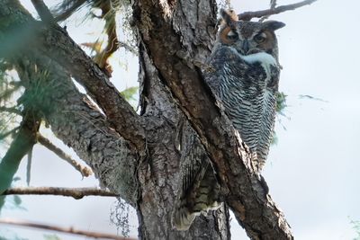 Great horned owl