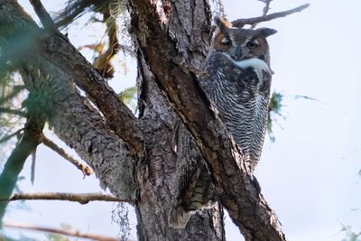 Great horned owl