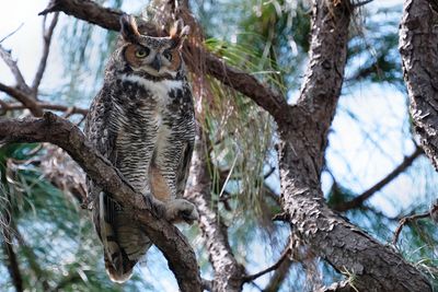 Great horned owl