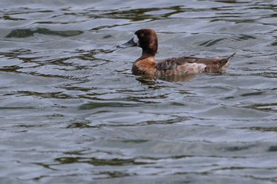 Female lesser scaup