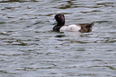 Male lesser scaup