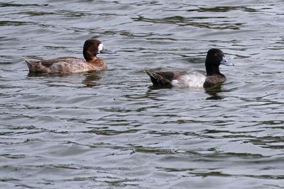 Male and female lesser scaup