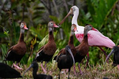 Roseate spoonbill among ducks and ibis