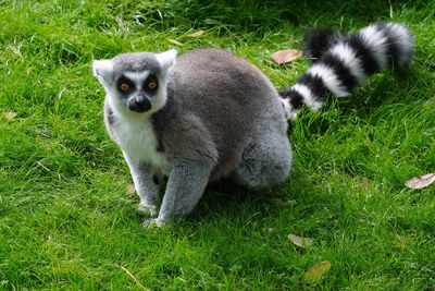 Ring-tailed lemur