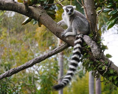 Ring-tailed lemur