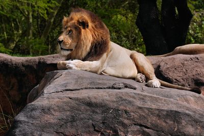 Male lion