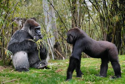 Male lowland gorillas