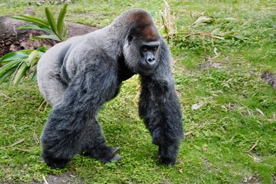 Male lowland gorilla walking closer