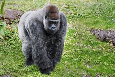 Male lowland gorilla coming to challenge