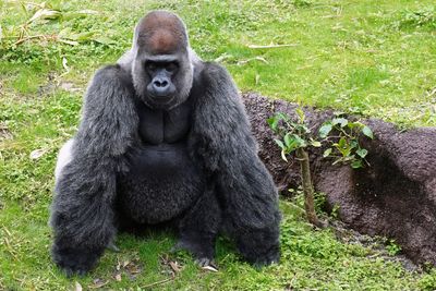 Male lowland gorilla looking angry