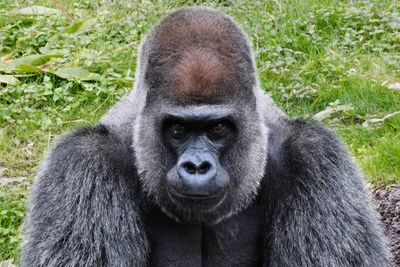Male lowland gorilla staring