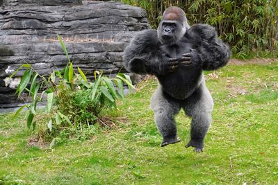 Male lowland gorilla challenging