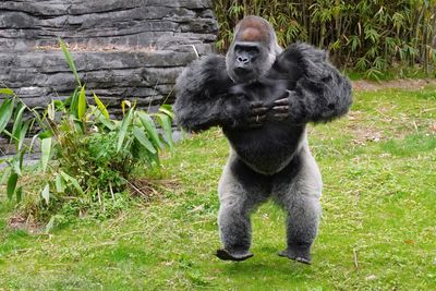 Male lowland gorilla jumping and pounding his chest