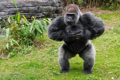 Male lowland gorilla challenge display