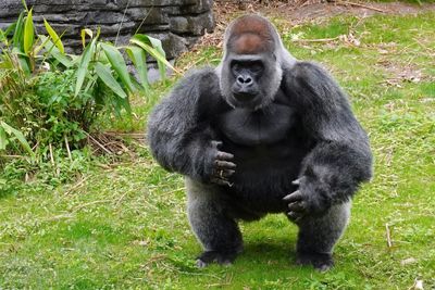 Male lowland gorilla looking intimidating