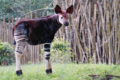 Baby okapi