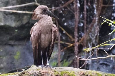 Hammerkop