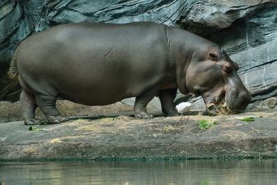 Hippopotamus eating