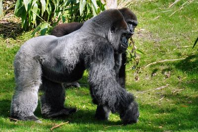 Lowland gorilla walking