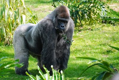 Lowland gorilla taking a look