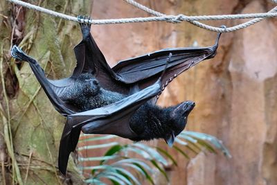 Flying fox taking a walk on a rope