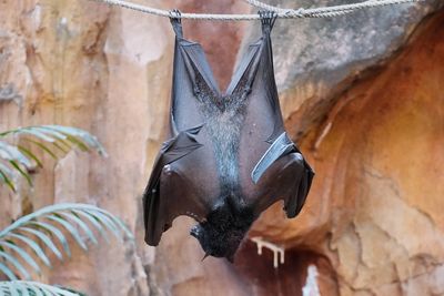 Flying fox hanging out