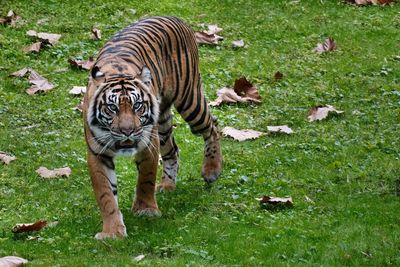 Malayan tiger