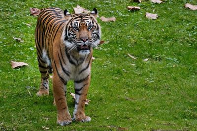 Malayan tiger