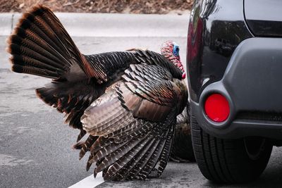 Male turkey in the parking lot