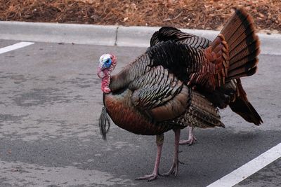 Male turkey full display for nearby female