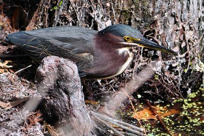 Green heron