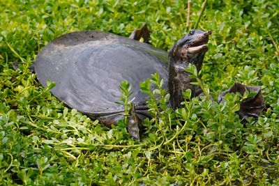 Florida softshell turtle