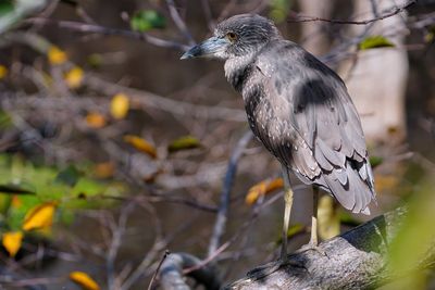 Sleepy juvenile black-crowned night heron