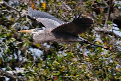 Great blue heron flying past the trees