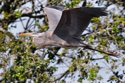 Great blue heron flying past the trees