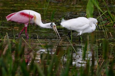 Roseate spoonbill following a snowy egret