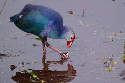 Grey-headed swamphen eating a root