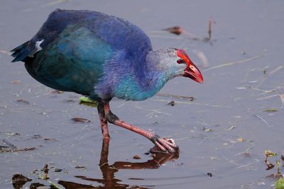 Grey-headed swamphen eating a root