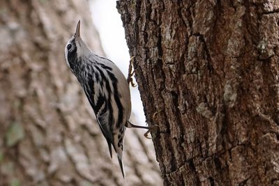 Black and white warbler