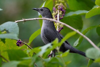 Grey catbird